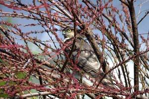 Vogelfotografie mit Russentonne
